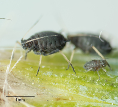 Aphis
