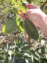 Ormosia semicastrata