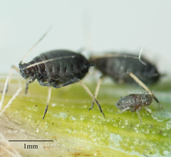 Aphis