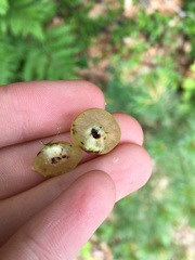 Amphibolips nubilipennis