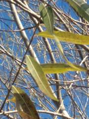 Salix