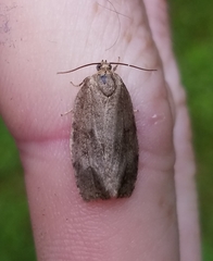 Choristoneura conflictana