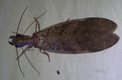 Corydalus flavicornis