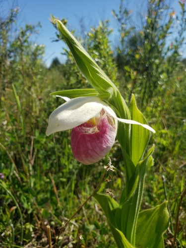 Showy lady slipper (Cypripedium reginae)