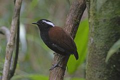 Conopophaga melanogaster