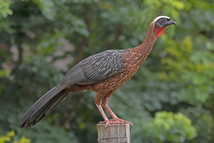 White-crested Guan photo