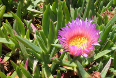 Carpobrotus glaucescens
