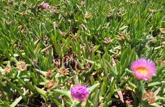 Carpobrotus glaucescens