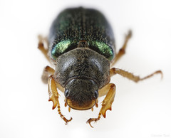 Dichelonyx canadensis