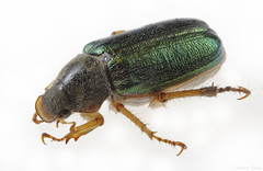 Dichelonyx canadensis