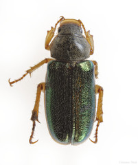 Dichelonyx canadensis