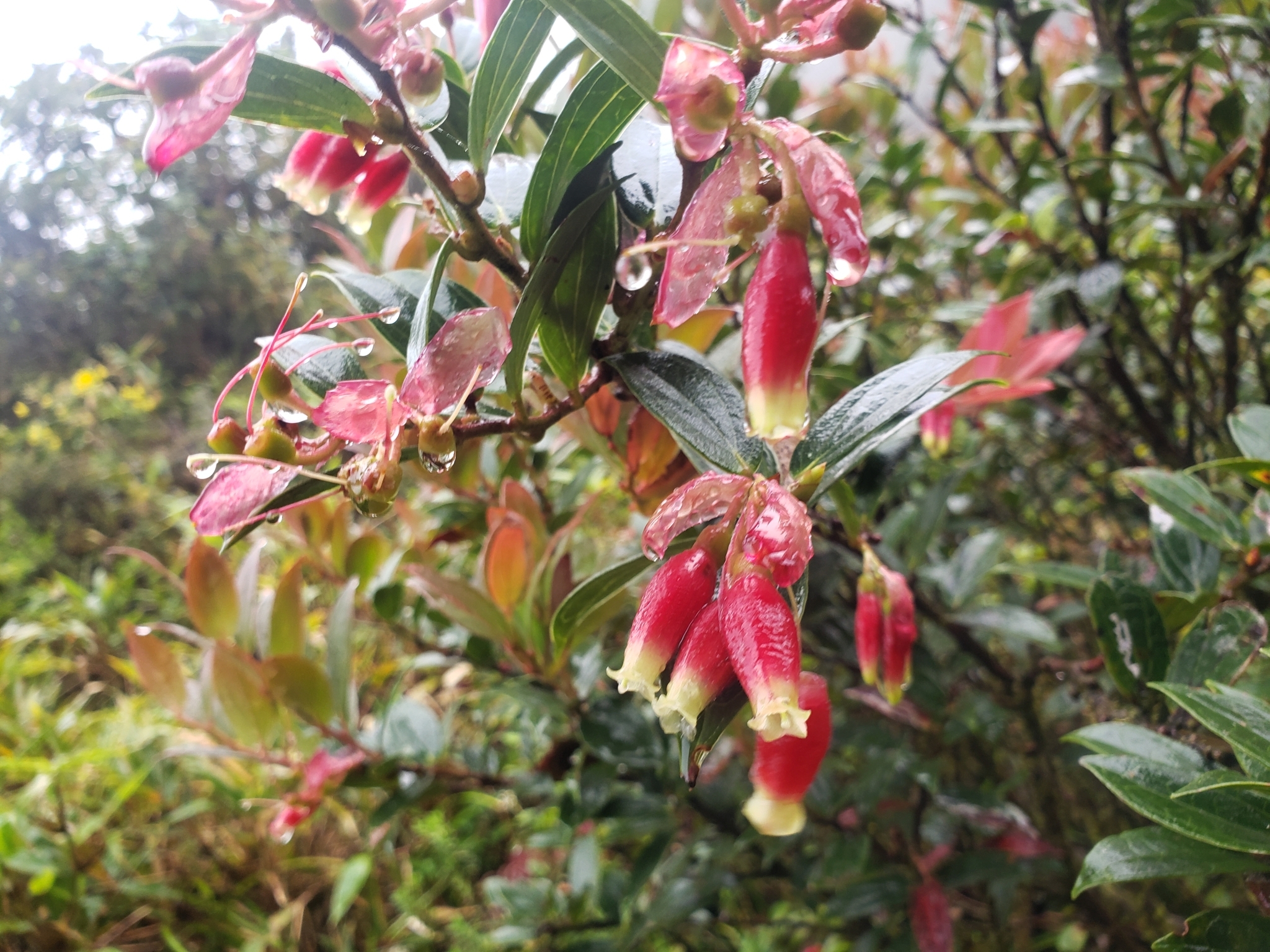 Cavendishia bracteata image