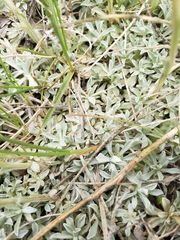 Antennaria microphylla