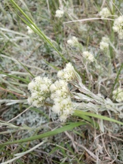 Antennaria microphylla