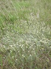 Antennaria microphylla