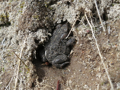 iNaturalist observation photo of Yosemite Toad
