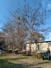 Gleditsia triacanthos