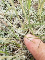 Antennaria microphylla