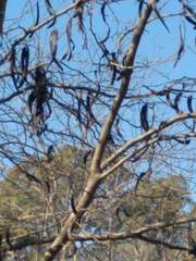 Gleditsia triacanthos