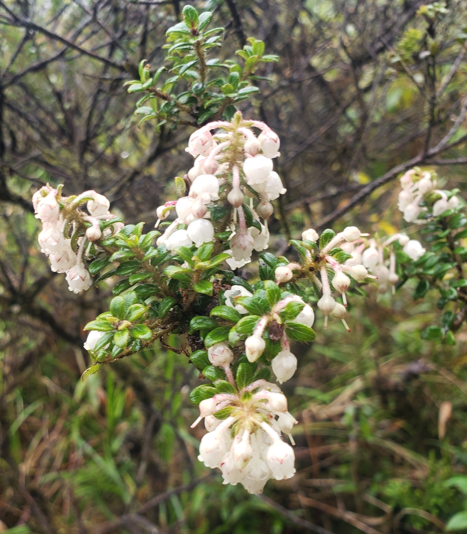 Gaultheria foliolosa image