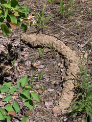 Thomomys talpoides