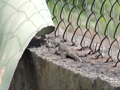 Sceloporus torquatus