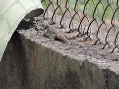 Sceloporus torquatus