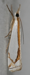 Crambus girardellus