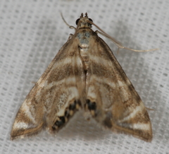 Petrophila canadensis