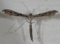 Hellinsia inquinatus