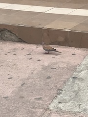 Streptopelia senegalensis