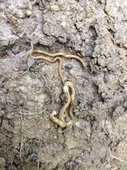 Diversibipalium multilineatum