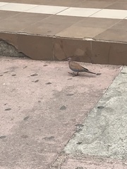 Streptopelia senegalensis