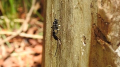 Echthrus niger