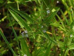 Veronica anagallis-aquatica