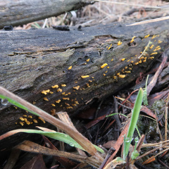 Calocera guepinioides