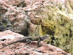 Sceloporus torquatus