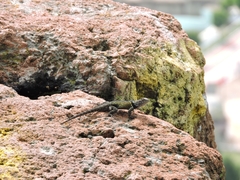 Sceloporus torquatus