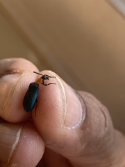 Prionocerus coeruleipennis