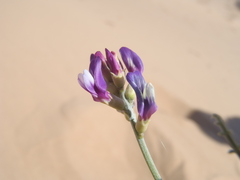 Astragalus magdalenae