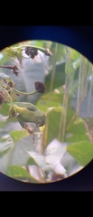 Forpus xanthopterygius