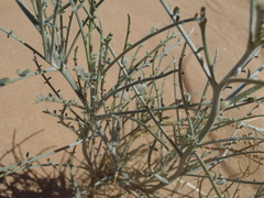 Astragalus magdalenae