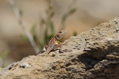 Ctenophorus caudicinctus