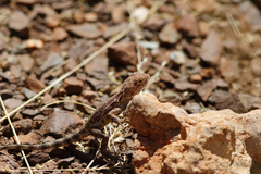 Ctenophorus caudicinctus