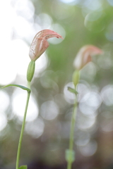 Pterostylis curta