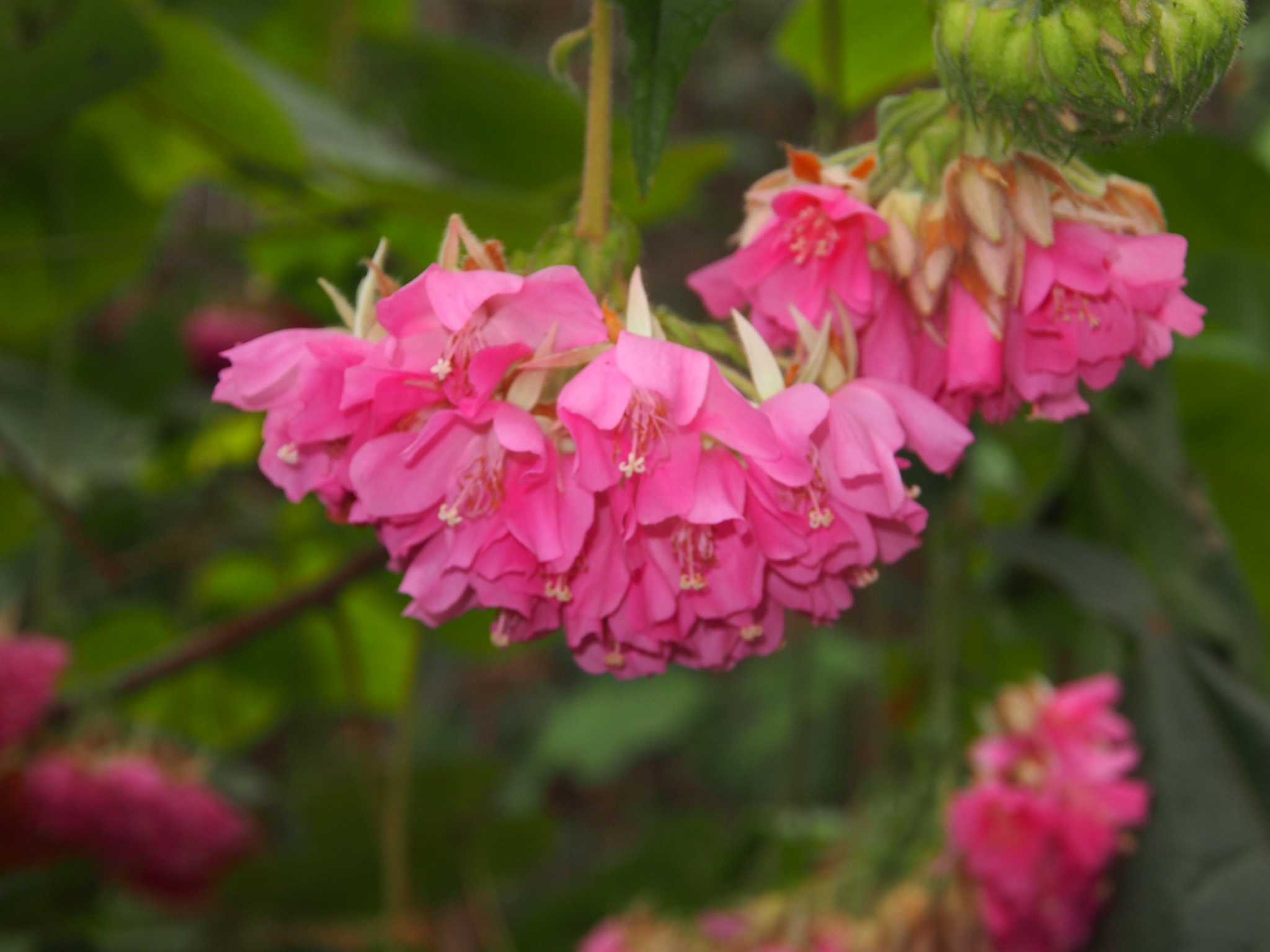 Dombeya wallichii