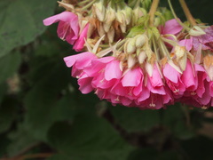 Dombeya wallichii