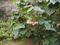 Dombeya wallichii