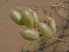 Astragalus magdalenae