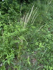 Sphenopholis intermedia